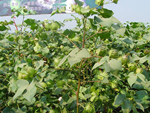 �~�s411-�޻��N��-���r�l(f��)