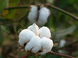 ���s��9̖-�޻��N��-���r�l(f��)