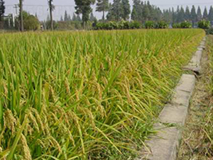 ����Ŵ437-ˮ���N��-���r(n��ng)�l(f��)