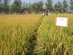 ����(y��u)1130-ˮ���N��-���r(n��ng)�l(f��)