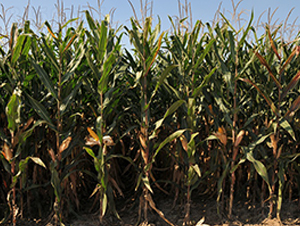 º��19-���׷N��-���r(n��ng)�l(f��)