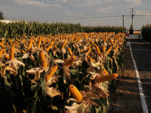 º��36-���׷N��-���r(n��ng)�l(f��)