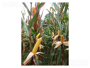 ��ʢ��818-���׷N��-���r(n��ng)�l(f��)