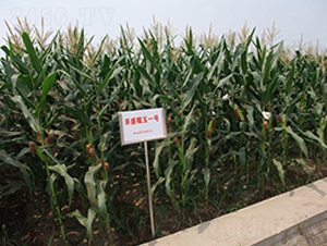 ��ʢŴ��1̖(h��o)-���׷N��-���r(n��ng)�l(f��)