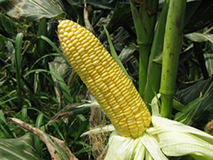 ������-���׷N��-���r(n��ng)�l(f��)