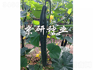 ���S459-�S�ϷN��-����