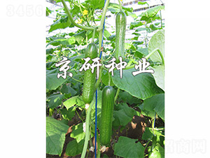 �G���`6̖(h��o)-�S�ϷN��-����