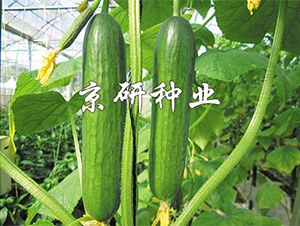 �G���`3̖(h��o)-�S�ϷN��-����