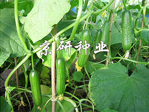 �G���`2̖(h��o)-�S�ϷN��-����