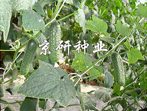 ������n�S��1590-�S�ϷN��-����