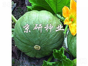 ���y��-�ϹϷN��-����