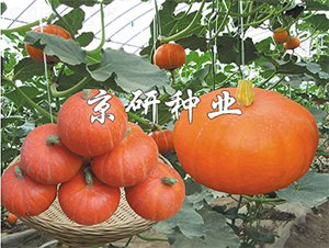 �������t��B-�ϹϷN��-����