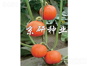 ���쾩�t��-�ϹϷN��-����