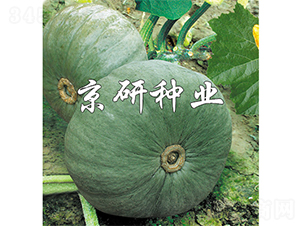 �������y��-�ϹϷN��-����