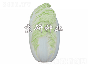 京夏4號(hào)-白菜種子-京研