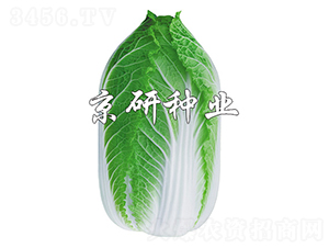 京春黃3號(hào)-白菜種子-京研