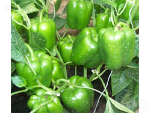 ����-�𽷷N��-���A�N�I(y��)