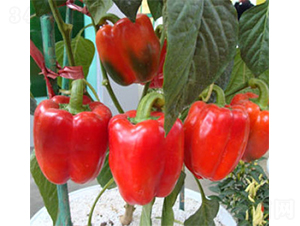 �����_����-�𽷷N��-���A�N�I(y��)