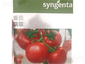瑞菲-番茄種子-富華種業(yè)