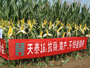 ��̩16̖-���׷N��-���r(n��ng)�l(f��)