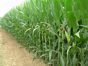 ��̩18̖-���׷N��-���r(n��ng)�l(f��)