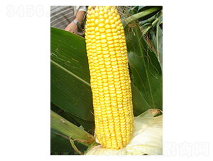 ����18-���׷N��-���r(n��ng)�l(f��)