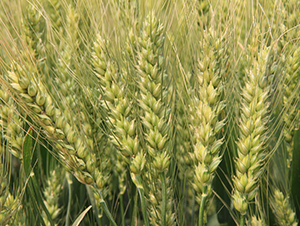 �庵6̖(h��o)-С���N��-���r(n��ng)�l(f��)