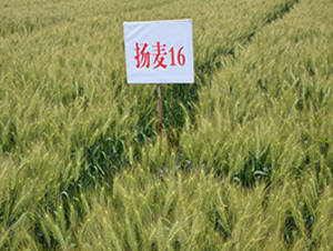 �P(y��ng)��16-С���N��-���r(n��ng)�l(f��)