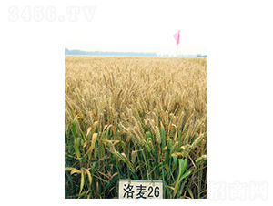 ����26-С���N��-���r(n��ng)�l(f��)