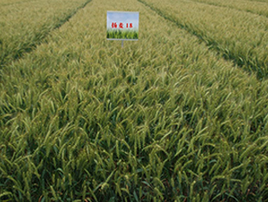 �P(y��ng)��18-С���N��-���r(n��ng)�l(f��)