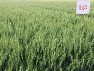 �P(y��ng)��22-С���N��-���r(n��ng)�l(f��)