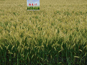 �P(y��ng)��17-С���N��-���r(n��ng)�l(f��)