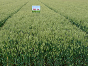 �P(y��ng)��14-С���N��-���r(n��ng)�l(f��)