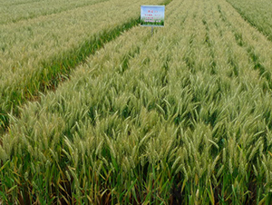 �P(y��ng)��13-С���N��-���r(n��ng)�l(f��)