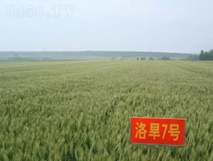 �庵7̖(h��o)-С���N��-���r(n��ng)�l(f��)