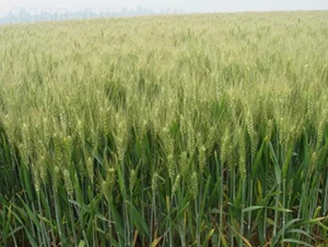 �庵8̖(h��o)-С���N��-���r(n��ng)�l(f��)