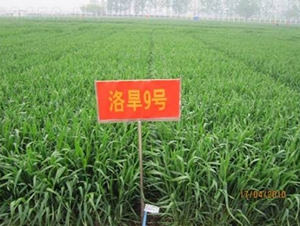 �庵9̖(h��o)-С���N��-���r(n��ng)�l(f��)