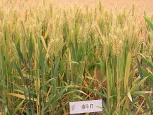 �庵17-С���N��-���r(n��ng)�l(f��)