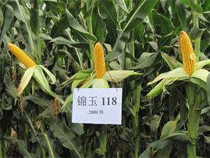 �\��118-���׷N��-�r(n��ng)��N�I(y��)