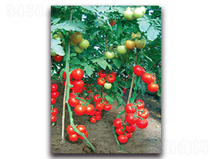 ؐ��������-���ѷN��-����˹