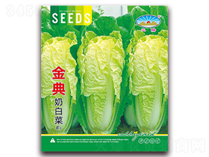 金典奶白菜-白菜種子-天和種業(yè)