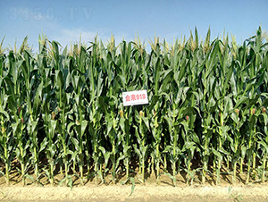 ����918-���׷N��-�����N�I(y��)