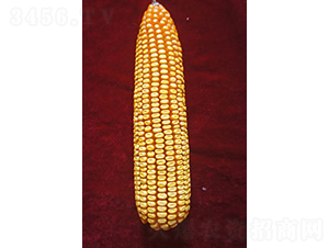 ���3305-���׷N��-���N�I(y��)