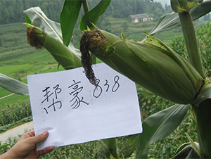 �ͺ�838-���׷N��-�����r(n��ng)�I(y��)