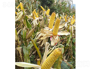 �ͺ���158-���׷N��-�����r(n��ng)�I(y��)