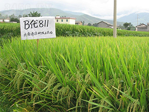 B��(y��u)811-ˮ���N��-�����r(n��ng)�I(y��)