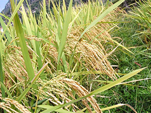 B��(y��u)840-ˮ���N��-�����r(n��ng)�I(y��)