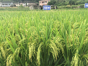 ������(y��u)140-ˮ���N��-�����r(n��ng)�I(y��)