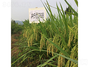 ��(n��i)5��(y��u)768-ˮ���N��-�����r(n��ng)�I(y��)