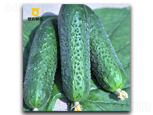 ����-�S�ϷN��-���r(n��ng)�N��